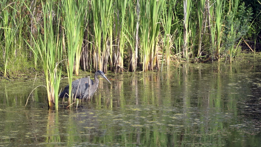 Heron Catching a Frog 4K UHD. A Great Blue Heron catching a frog in the shallow water of a pond. 4K. UHD.
