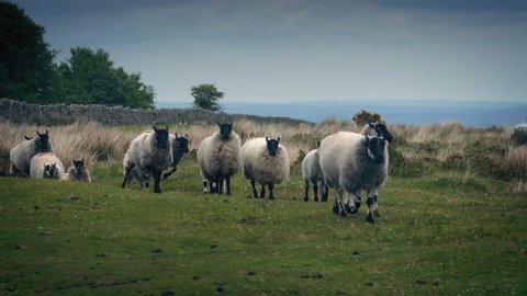 Flock Of Sheep Walking On The Moor