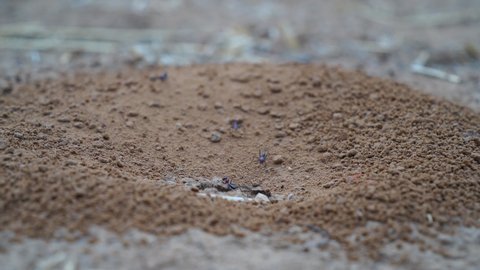 Anthill with many ants on the surface. Anthill ant hole brown land rustic floor dirty protection life beauty small close working sunset summer.