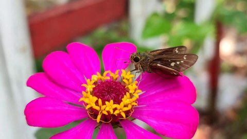 a little brown butterfly perched on a zinnia flower