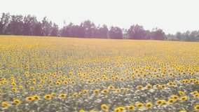Epic rural scene landscape. Harvesting concept. Agriculture fields. Sunflowers field at sunny summer day. Agribusiness concept