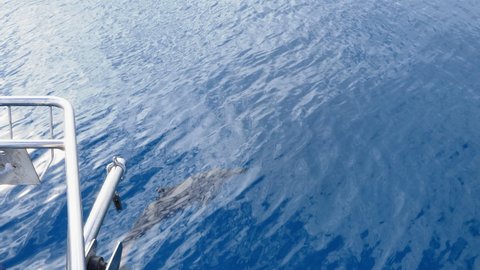 Dolphins swimming and playing at bow of boat in tropical clear blue water, 60fps
