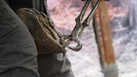 Horse hoof restoration, natural hoof trimming - the blacksmith, farrier trims and shapes a horse's hooves using hoof nippers.