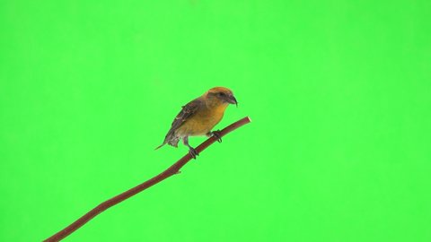 female yellow crossbill jump on branch on a green screen and runs away 
