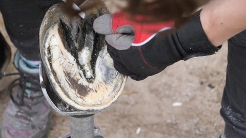 Horse hoof restoration, natural hoof trimming - the farrier, blacksmith trims and shapes a horse's hooves using the knife.