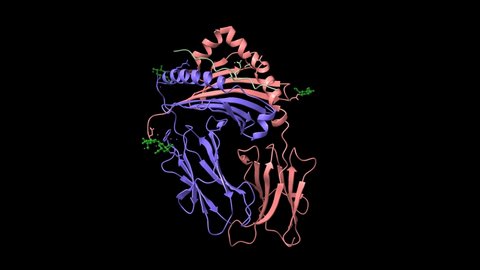 Structure of immune receptor HLA-DRB1 with vimentin bound, animated 3D cartoon and Gaussian surface models, chain id color scheme, based on PDB 4mdj, black background