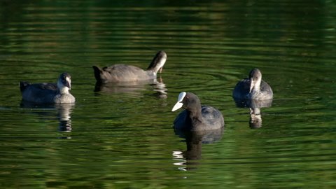 Eurasian coot bird Fulica atra in their habitat at lake or river. Common Coot dives underwater and eating seaweed. Black Eurasian coot swimming in water. Nature background