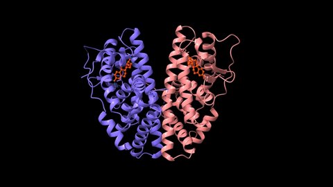 Estrogen receptor beta dimer in complex with estradiol (orange red), animated 3D cartoon and Gaussian surface models, chain id color scheme, based on PDB 5toa, black background