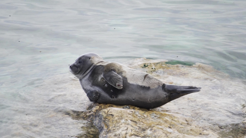 Seal relaxes on the rock in 4k