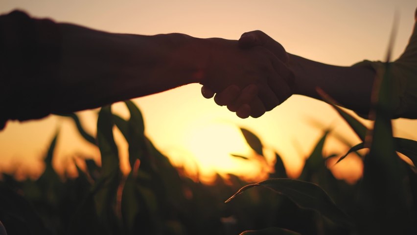 Agriculture. two farmers shake sunlight hands, conclude a business contract for a corn field. agriculture sale harvest concept. business handshake of farmers in a corn field. shake hands agriculture Royalty-Free Stock Footage #1076039117