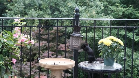 Black squirrel on back deck table standing on hind legs and eating seeds from bird feeder. Lovely green foliage background