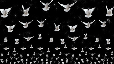 Doves. Clouds of flying white doves. Video art for shows and concerts, clips and music. Bird flight animation.