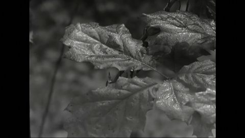 1940s: Damp plant leaves rustle in a slight breeze. Speckled leaves rustle.