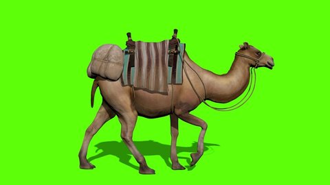 Camel caravan walks on green screen backgroun.