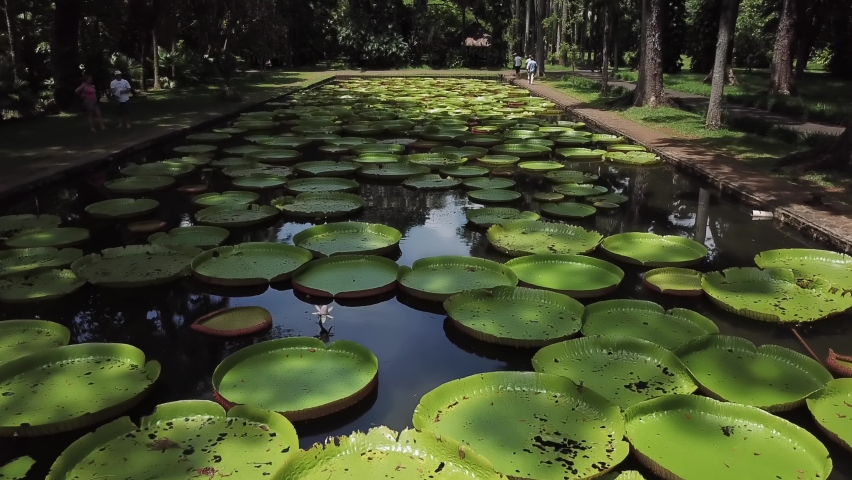Pamplemousses Botanic Garden, Port Louis, Mauritius - aerial reveal view of the lake and water lilies Royalty-Free Stock Footage #1076046305