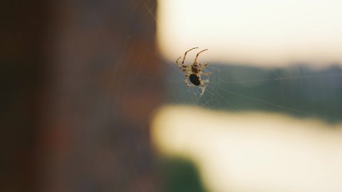 Spider weaves a web on a window glass at sunset