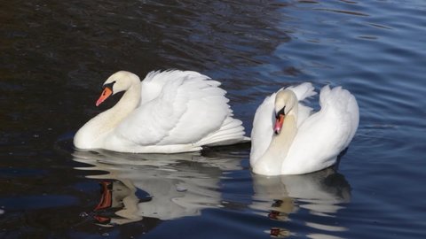 White swans on the water together as a concept of fidelity and love. A white swan with fluffy wings swims up to another swan and then they swim together