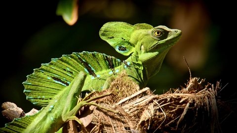 Green Basilisk - Basiliscus plumifrons called the Jesus Christ lizard, the Double Crested basilisk, species of lizard in the family Corytophanidae, reptile detail resting on the sun.
