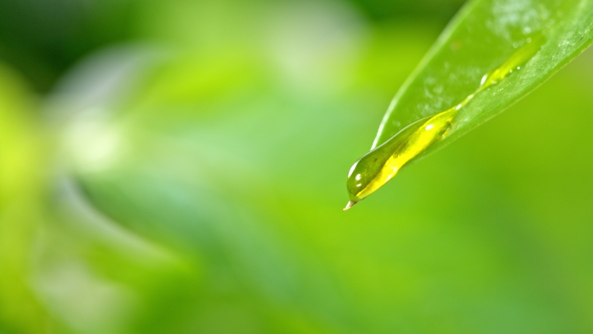 Super Slow Motion Macro Shot of Water Droplet Falling from Fresh Green Leaf. Royalty-Free Stock Footage #1076051372