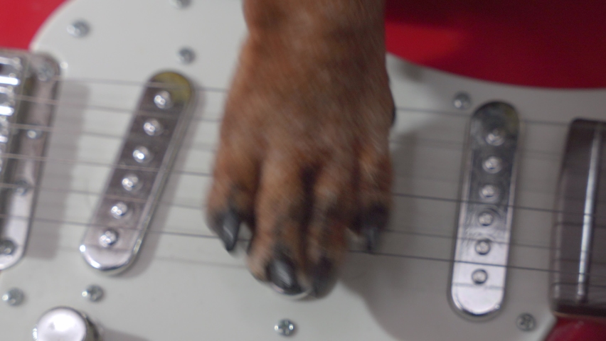 Dachshund puppy musician paw plays music on contemporary electrical bass guitar at band rehearsal in room extreme closeup Royalty-Free Stock Footage #1076051654
