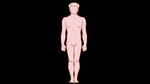 Water ratio in man body is percent. Proportion stages fill H2O animation. Male silhouette, filled with degrade, step 25, 50, 100, % full blue liquid ratio. Skin figure. Black background. Footage video