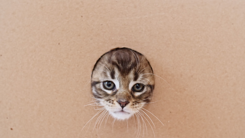 4k Striped Grey Kitten Getting out From Hole in a Cardboard Box. Cat Hiding in Box. | Shutterstock HD Video #1076055893