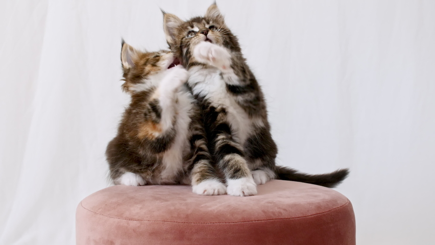 Cute Grey Kittens Playing Sitting on a Pink pouf on a White Background. Cat Show. Concept of Adorable Cat Pets. | Shutterstock HD Video #1076055977
