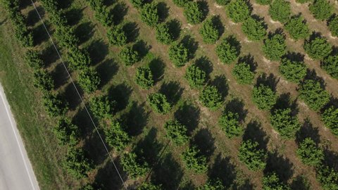 Hazelnut field agriculture cultivation aerial view