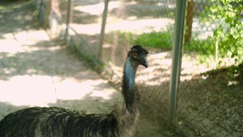 A close-up of an ostrich with a blue neck looks into the distance with its mouth open on a hot summer day.