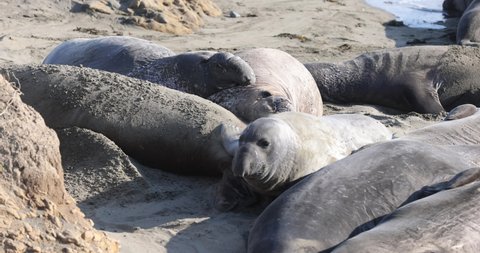 Female Northern Elephant Seal galumphing or ungulating to move about on San Simeon Beach, CA.