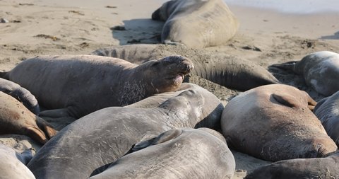 Juvenile male Northern Elephant Seals briefly challenge each other on the beach in San Simeon, CA.