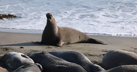 Northern Elephant Seal in San Simeon, CA vocalizing.