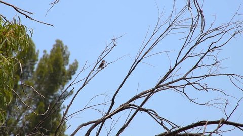 Video of a bird sitting on the edge of a tree branch. The tiny bird looks around then flies away.

The species of bird is most likely a type of sparrow, finch, or swallow.