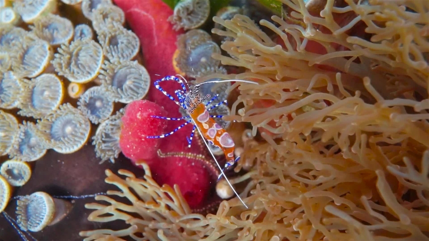 Colorful spotted cleaner shrimp, Periclimenes yucatanicus, on the seabed of the Caribbean sea