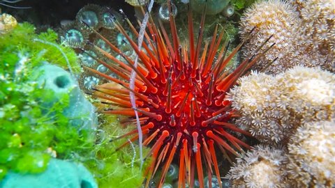 Close up of sea urchin Echinometra viridis, commonly called reef urchin, Caribbean sea