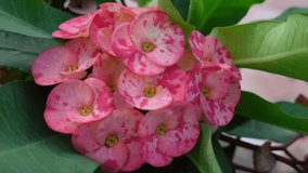 Flowers of Euphorbia milii from the top. The crown of thorns plants flowers of background. 4k video. 