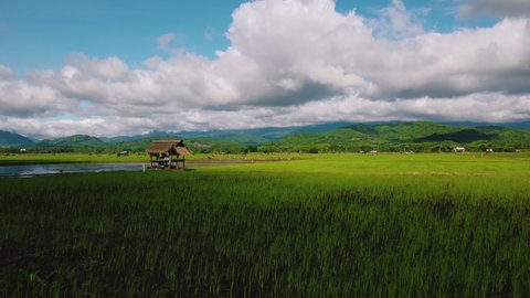 Drone Camera point of view over rice fields with farmer working on farmland in day with blue sky at countryside Thailand, Industrial agriculture, Aerial footage