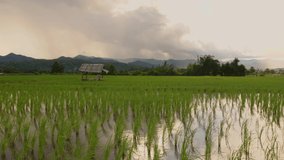 The hut in the middle of green rice fields are foreground with Rainfall during sunset over the mountains are background at Mae Hong Son province Thailand. Clip have natural sound.