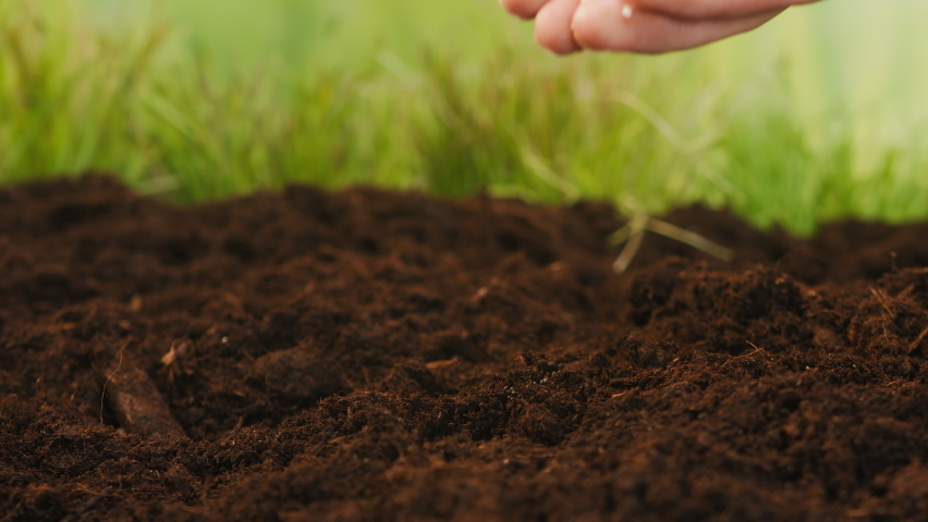 Planting small white seeds in the ground with hand, putting grains into fertile soil, landing plants, sowing of seedling close-up. Earth beds, farming concept.