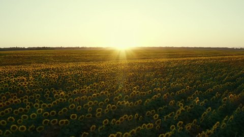 Sunflowers field at sunset. Tuscan countryside, Italy.