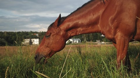 Brown horse standing on a green meadow and eats grass while the sun sets over the Swedish west coast. Summer. Amundon, Gothenburg. 