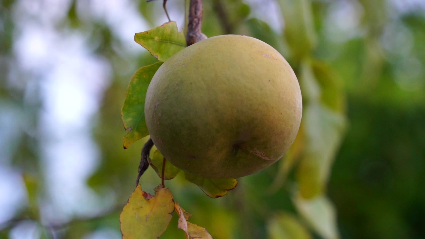 Sacred fruit of Bilv or Bael swinging on the tree. Unripe fruit with green blurred background on the Bilv plant. Royalty-Free Stock Footage #1076081828