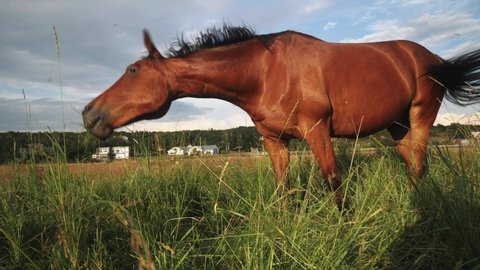 Brown horse shakes his head to get rid of a fly in the bright summer evening on the swedish west coast.