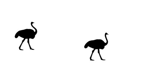 Walking ostriches, animation on the white background (seamless loop)