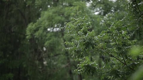 rain. forest. green foliage in the rain. summer rain. wet leaves. wet grass. overcast. wet weather. pouring rain. overcast sky. dirt. cold rain. a warm summer rain. mushroom rain. house in the woods 