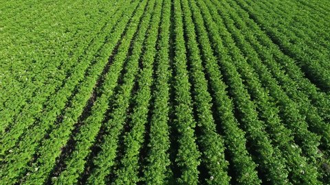 blooming potato field in summer, aerial view. agriculture industry, growing vegetables. rows of potato bushes. top view of potato field.