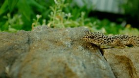 Adult Eublefar lizard in wildlife crawls on a stone. Lizard habitat concept. Close-up plants and flowers video.