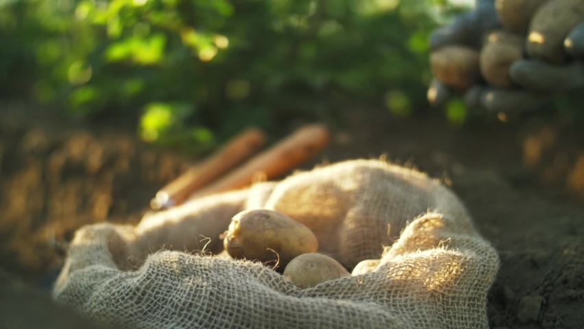 Potato harvest close up, fresh organic potatoes in the field. | Shutterstock HD Video #1076090471