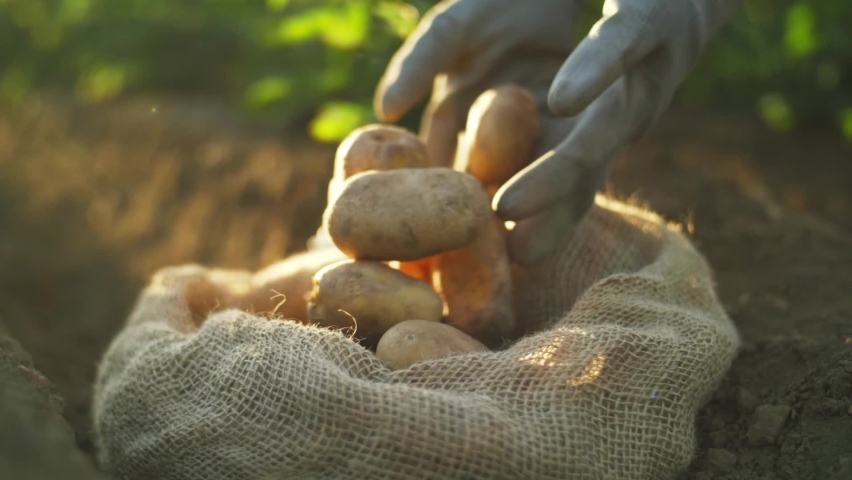 Potato harvest close up, fresh organic potatoes in the field. | Shutterstock HD Video #1076090471