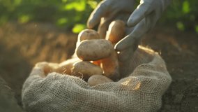 potato harvest close up, fresh organic potatoes in the field. - Powered by Shutterstock - Get 15% off with code: PIKWIZARD15